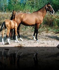 Damdza 1983 (Garem-Dzahan)